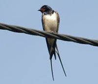 One swallow does not make a summer LELB Society