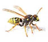 Wasp - English Flashcard for Wasp - LELB Society
