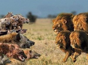 Lion vs. Hyenas - English Documentary