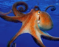 Listening practice on octopuses with flashcards and a podcast for IELTS & TOEFL