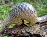 English Documentary on Pangolins with flashcards and podcast to improve listening and reading for IELTS
