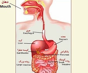 Learn Persian online on digestive system at LELB Society with podcast and related vocabulary