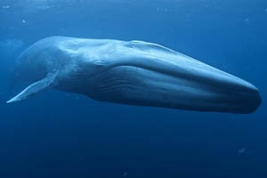 English Documentary on Blue Whales with Transcript at LELB Society for TOEFL & IELTS