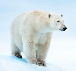English Documentary on Polar Bears at LELB Society with podcast and flashcards for IELTS & TOEFL