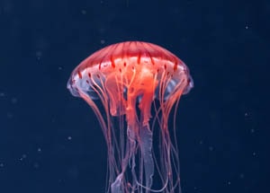 English Documentary on jellyfish with Transcript for IELTS & TOEFL