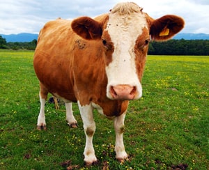 Bovine - English Vocabulary about Animals at LELB Society with images and in real context