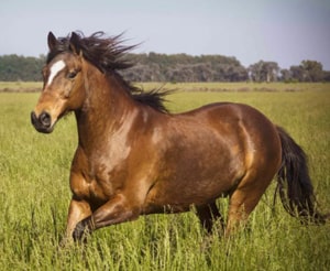 Equine - English Vocabulary about Animals and Cattle at LELB Society in Real Context