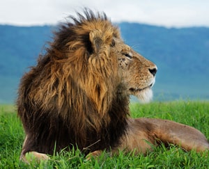 Leonine - English Vocabulary about Animals at LELB Society with images and in real context