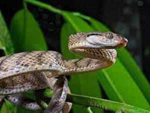 Ophidian - English Vocabulary about Animals and Snakes at LELB Society with Images in Real Context