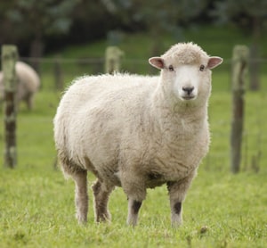 Ovine - English Vocabulary about Cattle in Real Context at LELB Society with Images