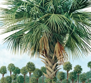 Palmetto-601-Words-You-Need-to-Know-at-LELB-Society