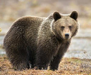 Ursine - English Vocabulary about Animals from 601 Words You Need to Know