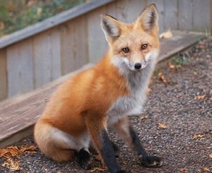 Vixen - Animal Terms in English from 601 Words You Need to Know at LELB Society