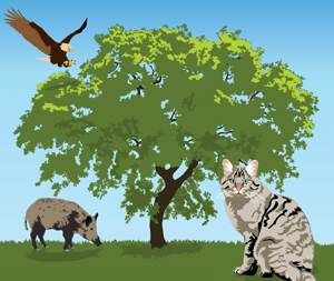 The eagle the cat and the wild sow with podcast and vocabulary practice for English learners