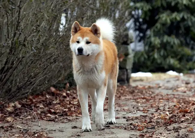 Hachi Dog's Tale movie review in film criticism course forum for advanced ESL learners