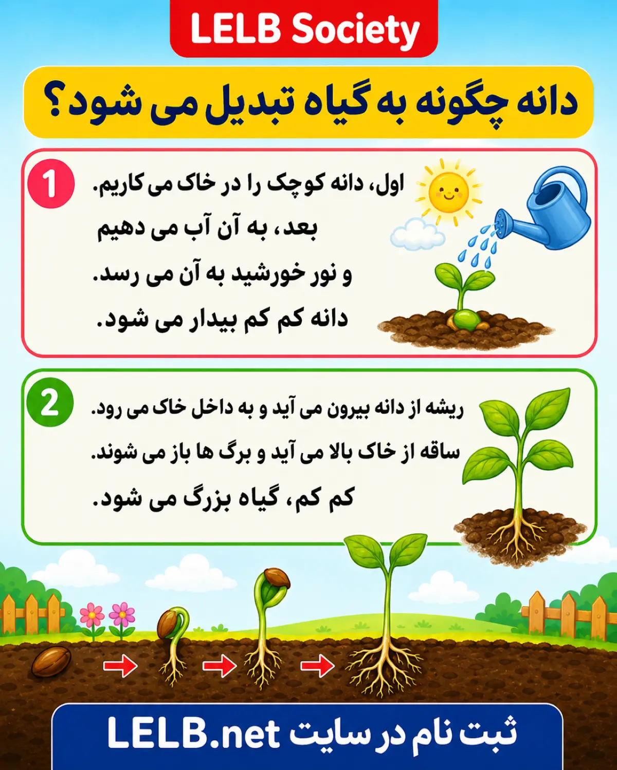 دانه چگونه به گیاه تبدیل می شود | آموزش فارسی به کودکان با ویدیو